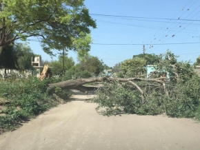 0_arbol-caido-2.jpg