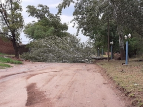 0_arbol-caido.jpg