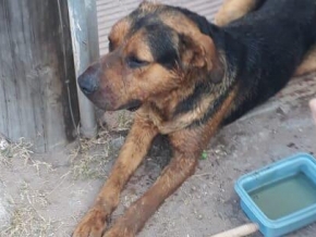 0_perro-urquiza.jpg