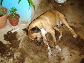0_perros_la_dormida.jpg