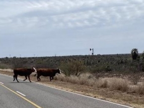 372_vacas-3.jpg