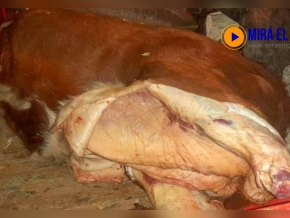 71_carne-santa-cruz.jpg