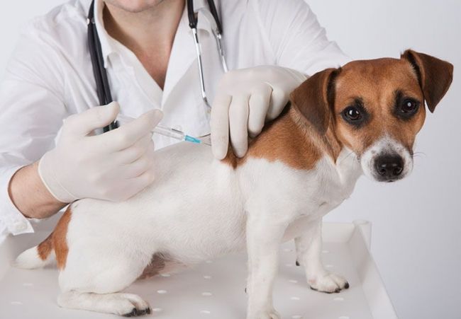 0_vacunas-perros.jpg