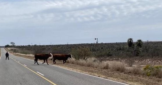 372_vacas-3.jpg