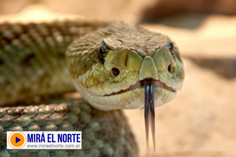 457_serpiente.jpg