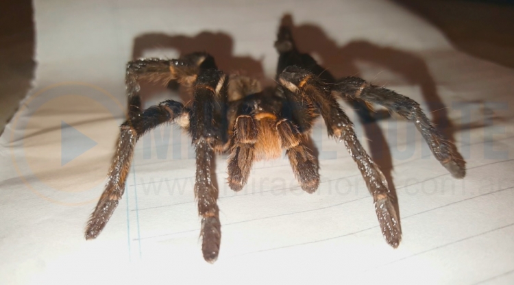 0_ara-a-gigante-en-df.jpg
