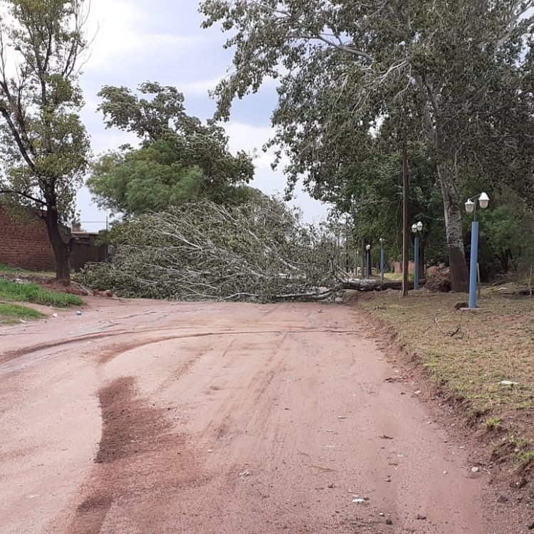 0_arbol-caido.jpg