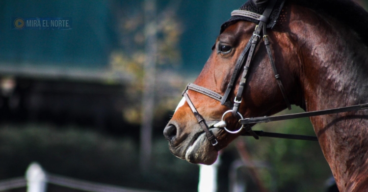 0_caballo-negro.jpg