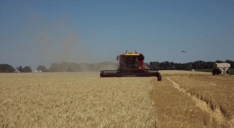 0_campo-maiz.jpg