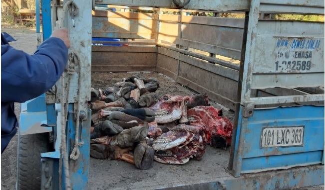 0_ganado-robado-vacas.jpg