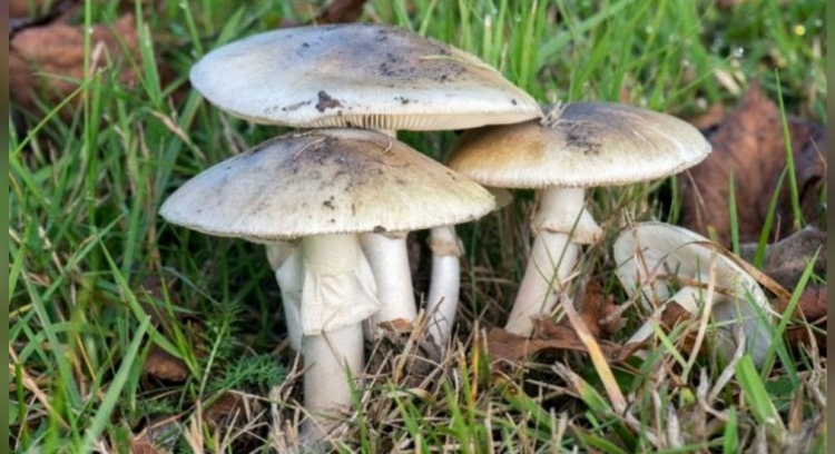 0_hongos-venenosos-2.jpg