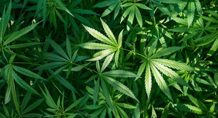 0_marihuana-2.jpg