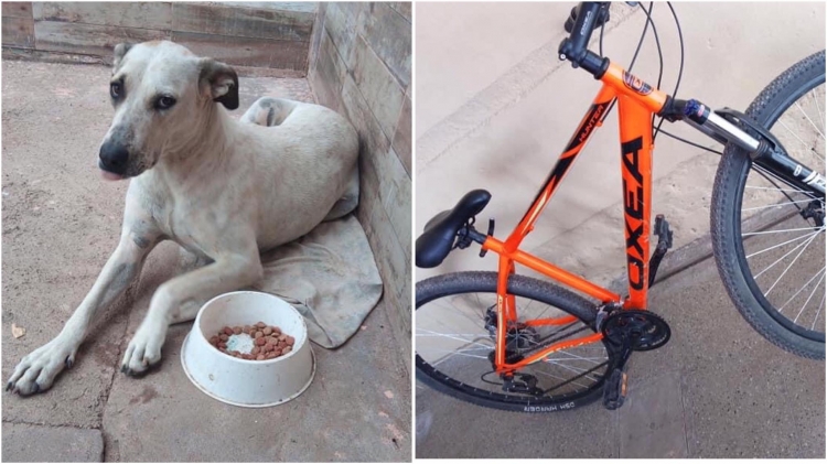 0_perra-extraviada-bici.jpg