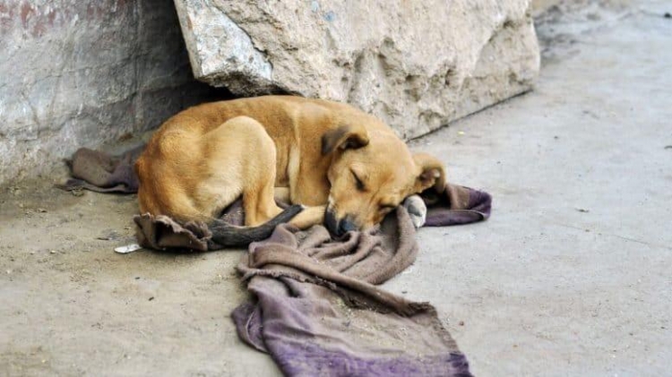 0_perro-callejero-durmiente.jpg