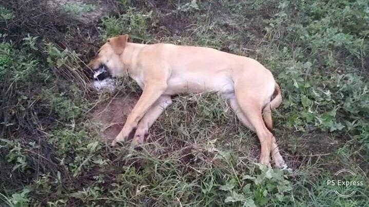 0_perro-muerto-abril.jpg
