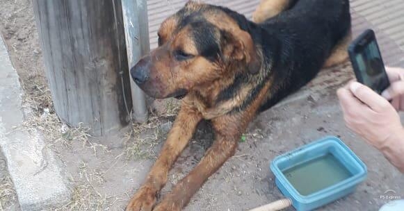 0_perro-urquiza.jpg