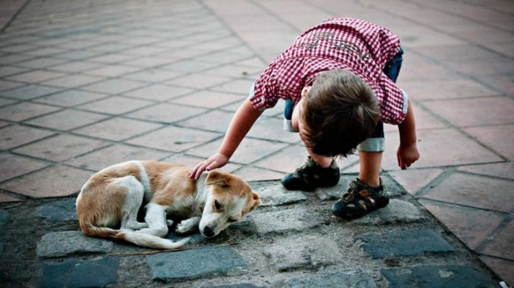 0_perros-callejeros-2-ch.jpg