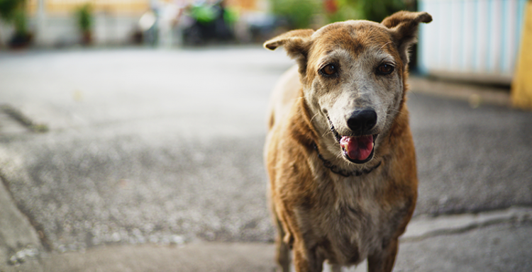 0_perros-callejeros-lindo.png