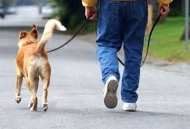 0_perros-con-correa.jpg