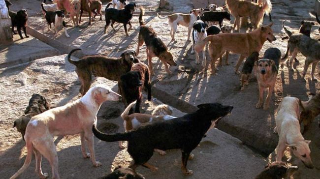 0_perros-refugio-1.jpg