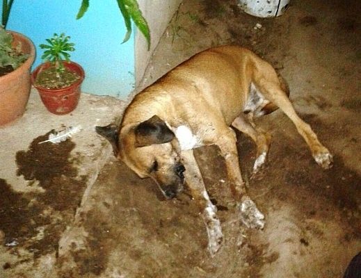 0_perros_la_dormida.jpg