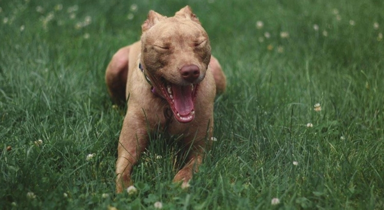 0_pitbull-corriendo.jpg