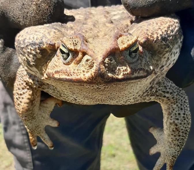 0_sapo-gigante.jpg