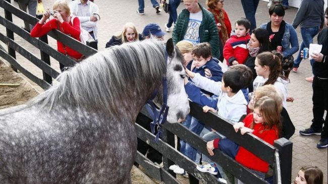 0_sociedad-rural-caballos.jpg
