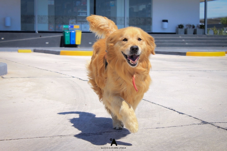 0_tobi-k9.jpg