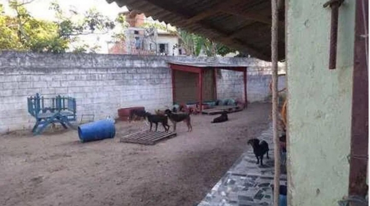 0_tucuman-perros.jpg