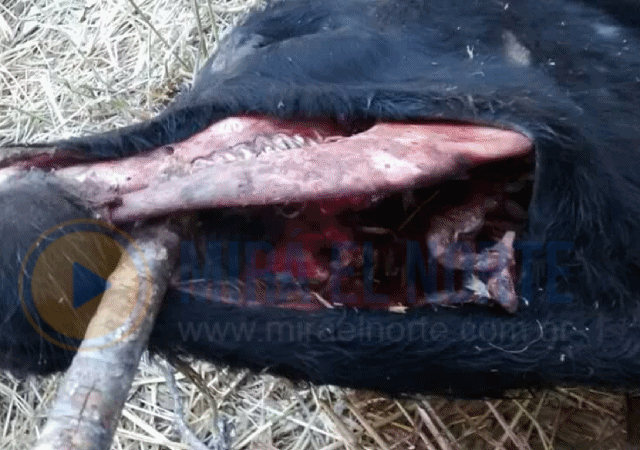 0_vaca-muerta-en-dean-funes.gif