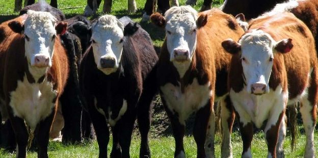 0_vacas-diub-dos.jpg