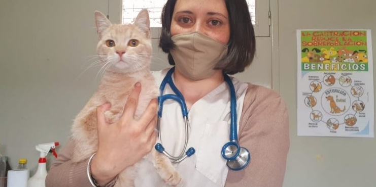 0_veterinaria-con-gato.jpg