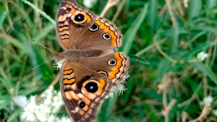 1024_mariposa-de-4-ojos.jpg