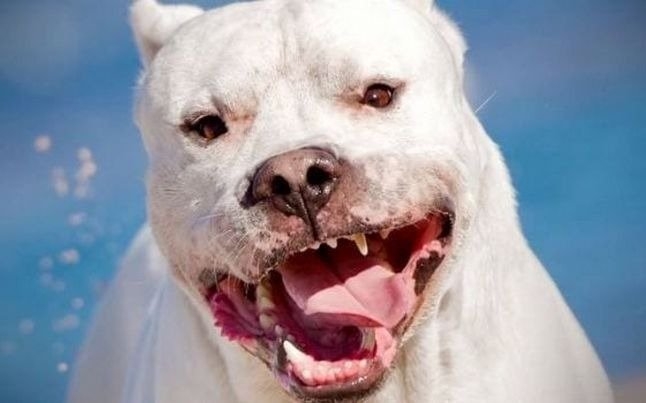 1135_perro-dogo.jpg