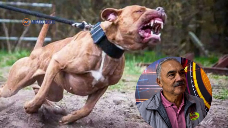 1187_pitbull.jpg