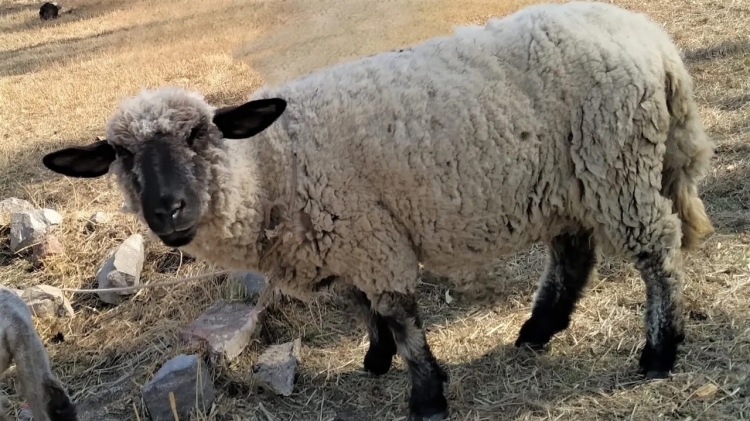 188_buscan-a-una-oveja-que-fue-robada-de-un-campo-y-metida-en-una-fiorino-ch.jpg