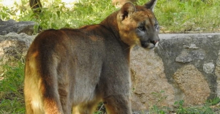 282_polic-a-ambiental-captur-un-puma-en-san-marcos-sierras.jpg