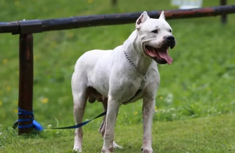 372_dogos.jpg