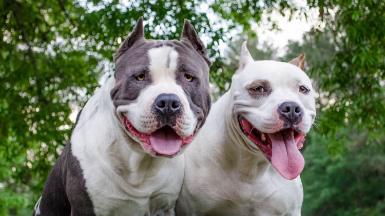 421_pitbulls.jpg