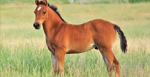 462_caballo.jpg