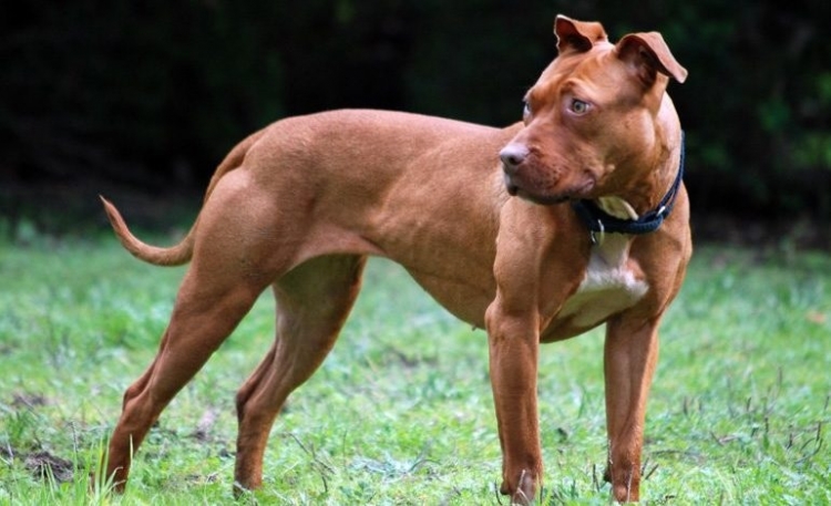 472_pitbulll.jpg