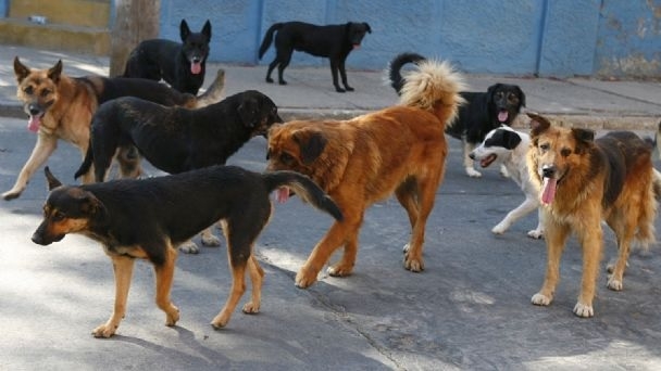 491_jauriadeperros.jpg