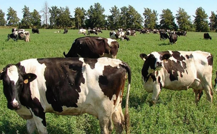 577_c-rdoba-productor-agropecuario-denunci-que-le-robaron-20-vacas-de-su-campo.jpg