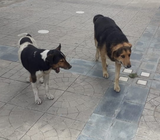 60_oreja-perro-de-ruly.jpg