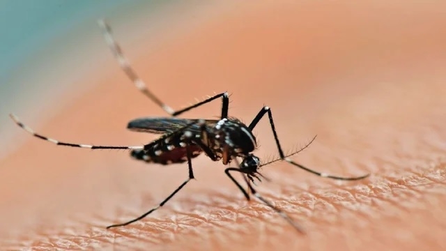 857_el-dengue.jpg