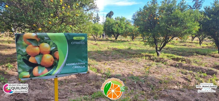 868_mandarinas-1.jpg