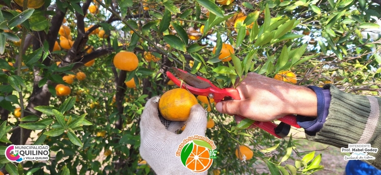 868_mandarinas.jpg