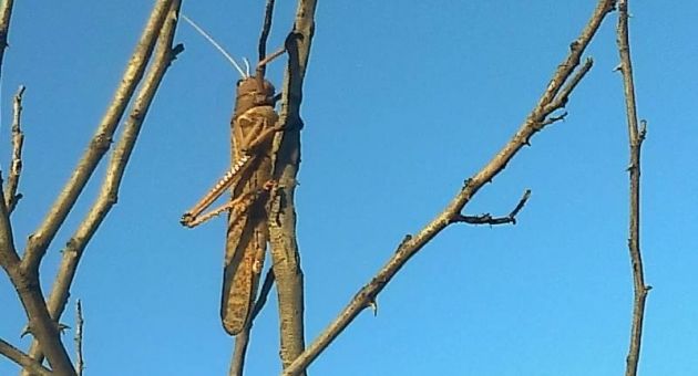 0_langostas-tucura-quilino.jpg