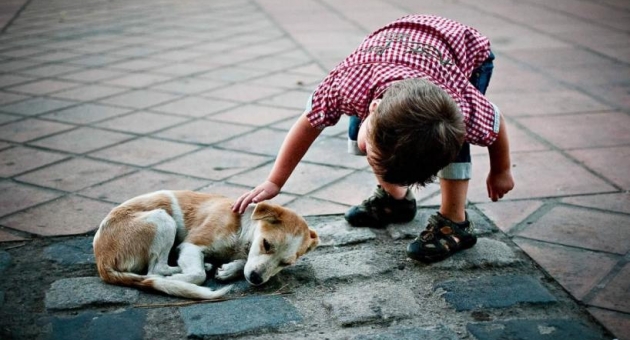 0_perros-callejeros-2-ch.jpg